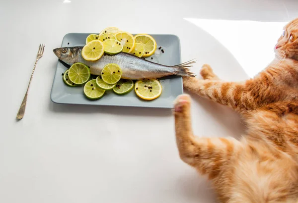 Fresh herring fish with lemons and ginger cat