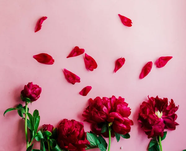 Flores de peonías rojas sobre fondo rosa . —  Fotos de Stock