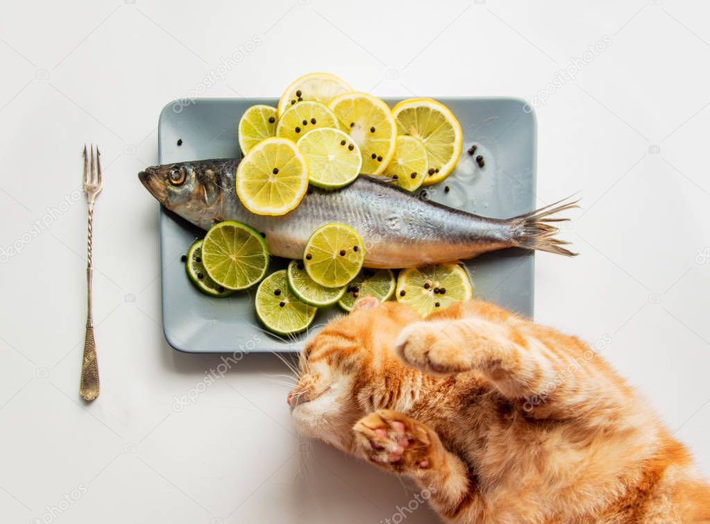 Sea fish with lemons and fork with ginger cat 