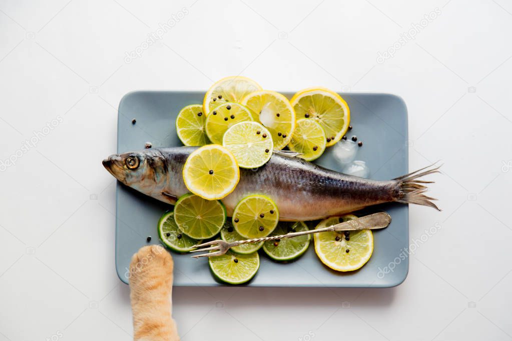 Fresh herring fish with lemons and ginger cat foot 