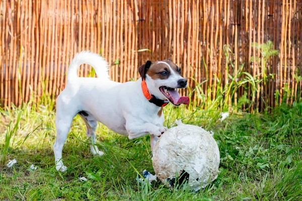 有趣的杰克鲁塞尔猎犬狗与后院的球 — 图库照片