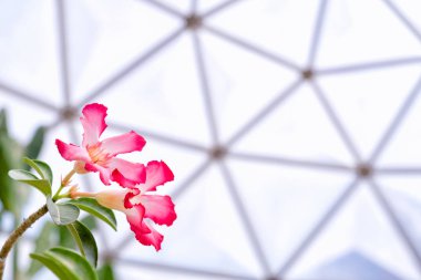 Güzel çöl çiçek veya sahte açelya çiçek, gül Impala lily çiçek jeodezik kubbe sera içinde