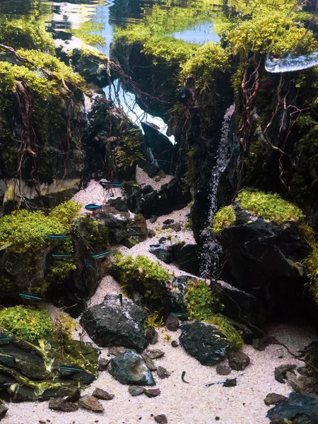 Schöne Tropische Aqua Landschaft Natur Aquarium Grüne Pflanze Und Tropische — Stockfoto