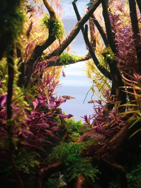 Beautiful Tropical Aqua Scape Nature Aquarium Green Plant Tropical Colorful — Stock Photo, Image