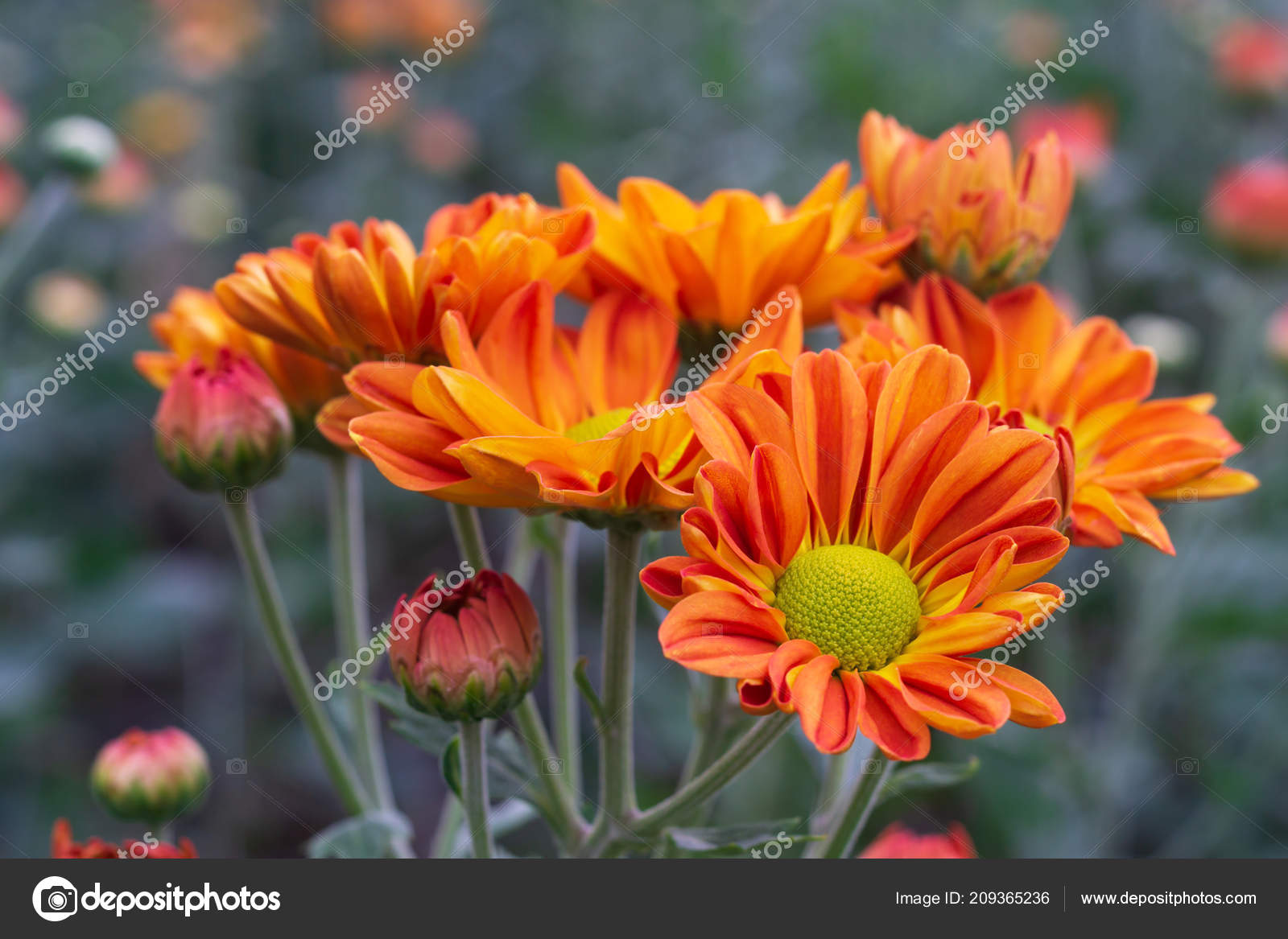 Fleur Automne Gros Coup Macro Fleur Chrysanthème Orange Dans