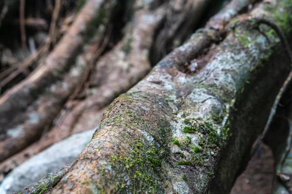 Close Macro Shot Selective Focus Big Tree Root Some Moss — Stock Photo, Image