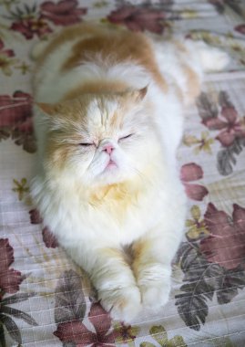 Beyaz kahverengi uykulu Farsça kedi yatağı