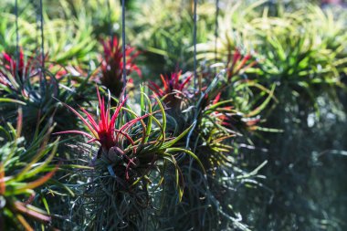 Row of Tillandsia airplant in the garden. clipart