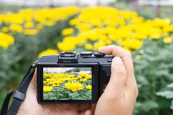 Hand taking photo of beautiful flowers with mirrorless digital camera at chrysanthemum flower farm