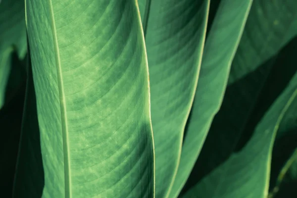 Abstract Tropical Green Leaf Textured Background Large Foliage Background Green — Stock Photo, Image