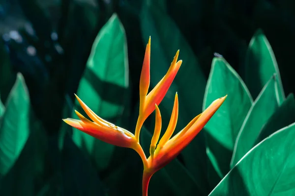 Heliconia Psittacorum Heliconia Golden Torch False Bird Paradise Flower Flores Imágenes de stock libres de derechos