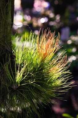 Küçük Tillandsia dekorasyon tropikal bahçe içinde asılı atış yukarıya kapatmak