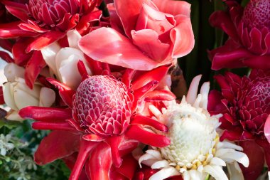 Tropikal çiçek kırmızı ve beyaz zencefil (Etlingera elatior veya zingiberaceae) yakın. Üst görmek güzel tropikal çiçek arka plan.
