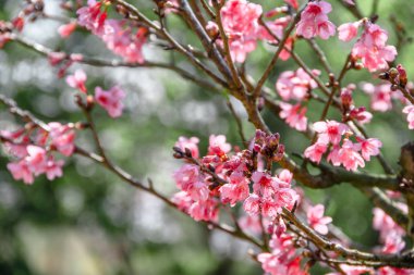 Güzel kiraz çiçeği, yabani Himalaya kiraz veya Prunus cerasoides bilim çiçeklenme üzerinde kış sezonu Royal tarım istasyonu Angkhang, Tayland, isim