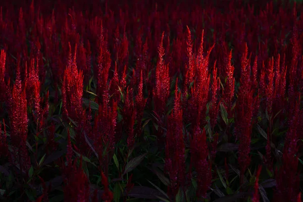 Rote Hahnenkammblumen Oder Chinesische Wollblumen Schöne Blume Die Morgens Bei — Stockfoto