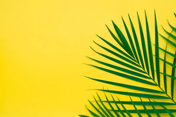 Grüne Blätter einer Palme auf gelbem Hintergrund. flache Lage minimal — Stockfoto