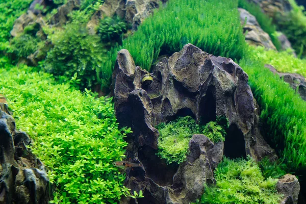 Beautiful freshwater aquarium aquatic plants with horned Nerite