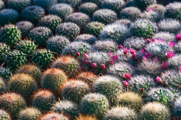 Hermosa textura de patrón de cactus pequeño verde vibrante muchos para ba — Foto de Stock