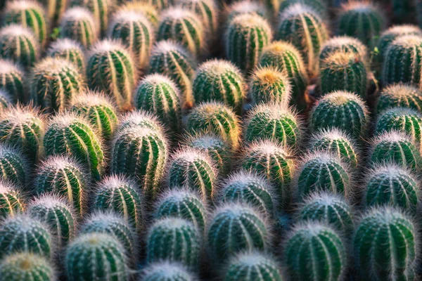 Linda muitos vibrante verde pequeno cacto padrão textura para ba — Fotografia de Stock