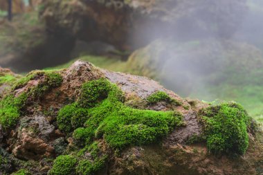 Üzerinde büyüyen güzel sağlıklı greenmoss makro çekim kapatın