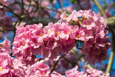 Pembe trompet ağacı çiçek açan. Tabebuia rosea (Bignon giller (Bignon familyası)