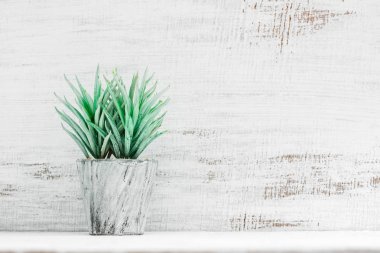 Grunge beyaz ahşap önünde rafta Loft tarzı saksı bitki