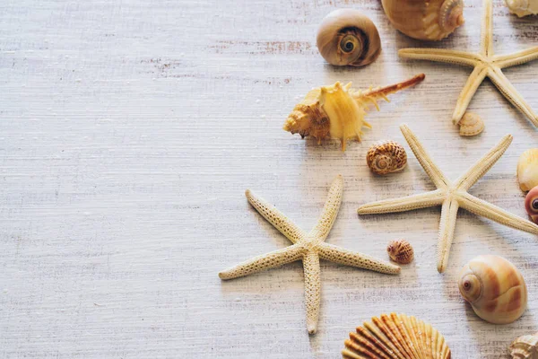 Top view of sea shells and starfish on grunge white wooden backg