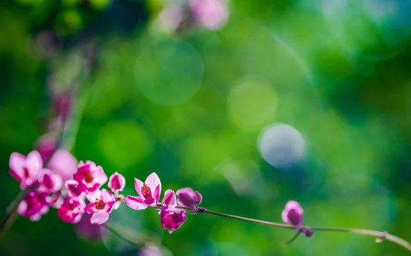 Рожеві маленькі квіти в зеленому природному саду з зеленим боке для w — стокове фото