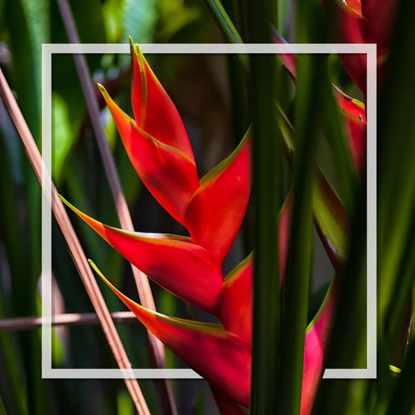 Hello Summer background concept. Beautiful caribbean Heliconia f — Stock Photo, Image