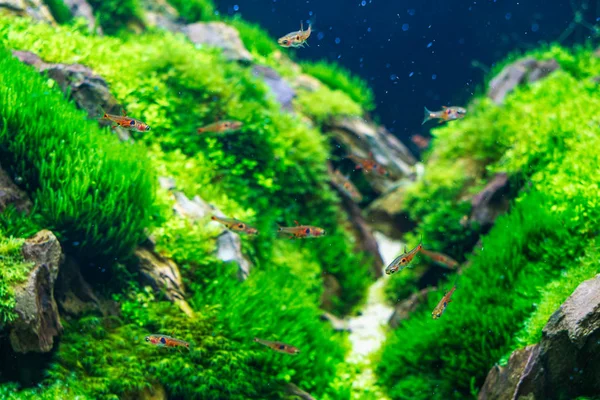 Cüce rasbora veya Boraras maculatus seçici odak kapatın 