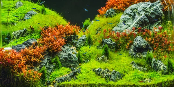 Aquarium planté avec des poissons tropicaux Cardinal tetra (Paracheirodo — Photo