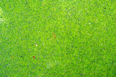 Yeşil duckweeds su doku arka plan üzerinde yüzen. Ördek yavrusu