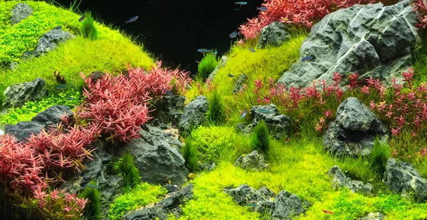 Magnifique paysage tropical, Nature Aquarium plante verte an tr — Photo