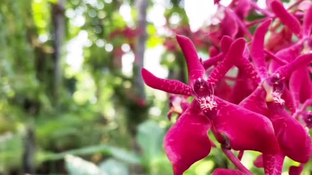 Mooie Kleurrijke Roze Paarse Vanda Hybride Orchidee Bloemen Bloeien Siertuin — Stockvideo