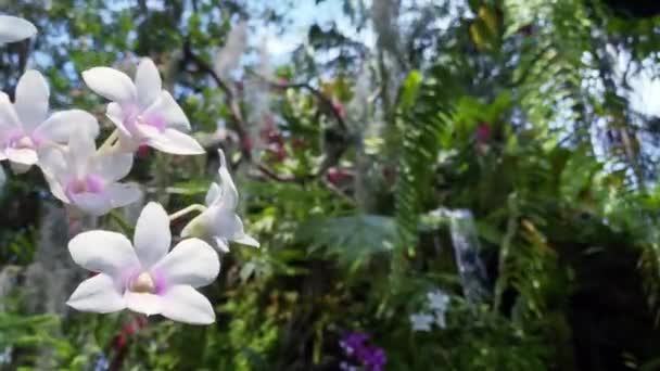紫色粉红混合白花兰花与朦胧的瀑布热带绿色花园背景和选择性焦点 仙人掌兰花 — 图库视频影像