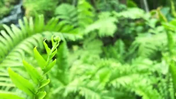 Hojas Helecho Verde Sopladas Por Viento Jardín Primer Plano Plano — Vídeos de Stock