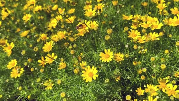 Natuurlijke Bloemen Voorjaar Achtergrond Veld Met Gele Madeliefjes Bloemen Volle — Stockvideo