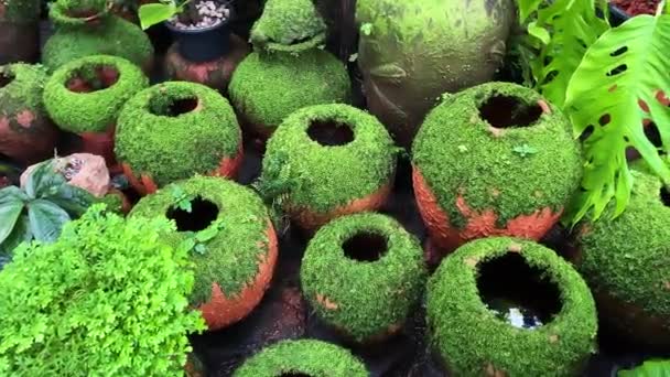 土製の陶器瓶の上に成長する苔の植物 庭の陶器の周りの美しい緑の苔 トロピカルガーデンの周りに緑の苔のパターンを持つ装飾土瓶 — ストック動画