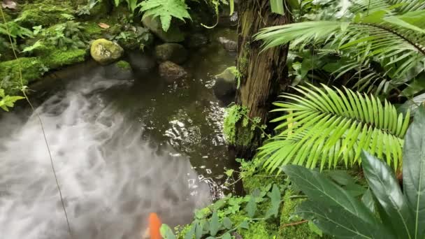 Japán Koi Hal Úszik Moha Páfrányok Trópusi Esőerdő Kertben Köd — Stock videók