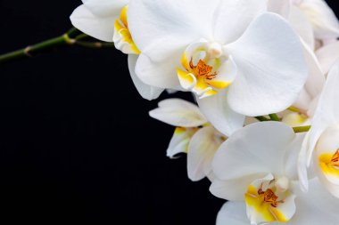 Metin için yer siyah bir zemin üzerine beyaz orkide.