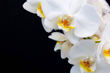 Metin için yer siyah bir zemin üzerine beyaz orkide.
