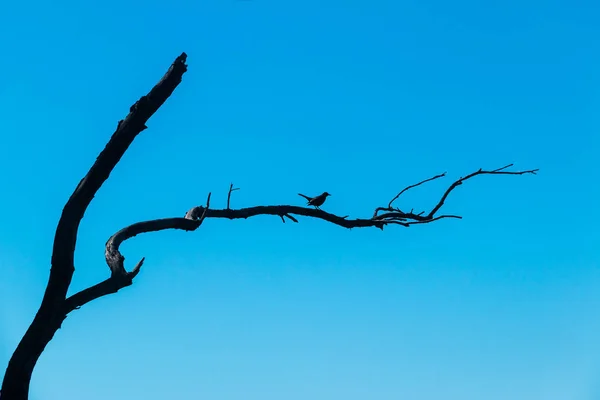 Silhouette Dry Tree Branch Bird Sitting Background Sky — Stock Photo, Image