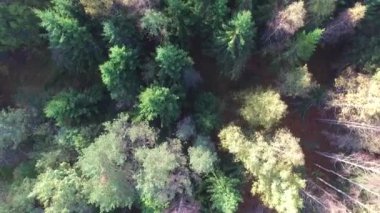 Yukarıdan aşağıya dron görünümü rotasyon güneşli sonbahar günü ile karışık bir orman