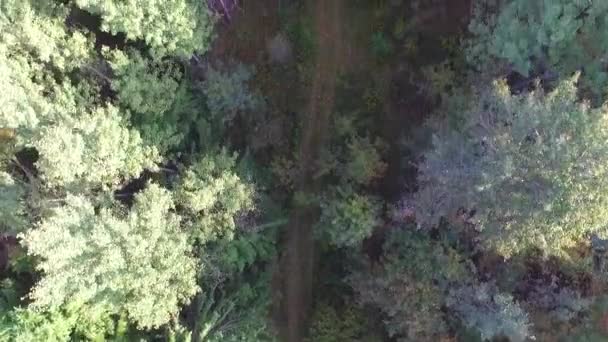 Güneşli Sonbahar Günü Bir Ormanda Bir Kir Parça Görünümünü Tepeden — Stok video