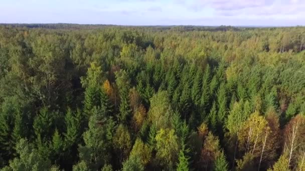 Drone Vista Una Foresta Mista Con Rotazione Nella Soleggiata Giornata — Video Stock