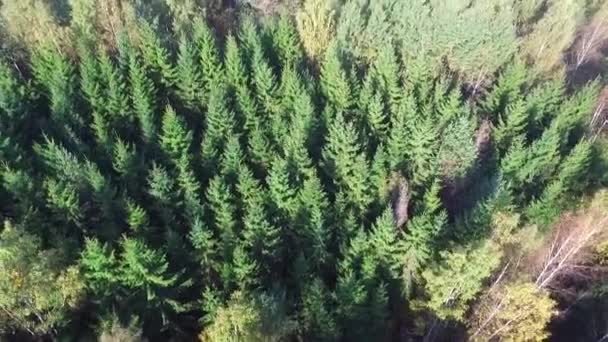 Політ Дрон Над Змішаним Лісом Сонячний Осінній День — стокове відео
