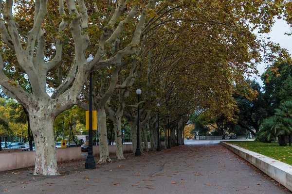 Allée des platanes sur la rue Mirador del Palau Nacional, Barcelone — Photo