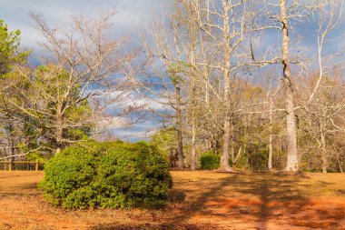 Sonbahar gününde çalı ve çıplak ağaçlarla peyzaj