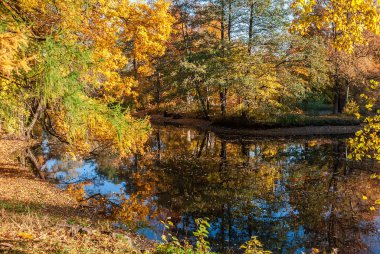 Ağaçlar ile sonbahar park su birikintisi içinde yansıyan
