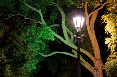 Ağaç yapraklarının arka planında gece sokak ışığı